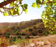 Fig Mountain