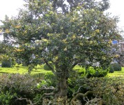 paradise tree