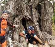 The old tree