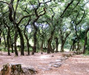 Cork oak forest